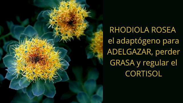 COMPRAR RHODIOLA ROSAE